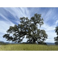 Quercus Symbiosis Foundation logo - Similar company to Alta Equity Partners