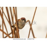 Sparrow Tours & Travel Pvt.Ltd logo - Similar company to D'A Travel Experience