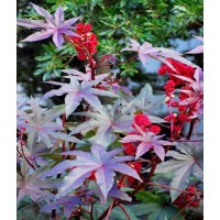 Castor Oil Haiti logo - Similar company to Castoroil S.A.C.I.A.F.E I.