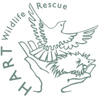 Hart Wildlife Rescue
