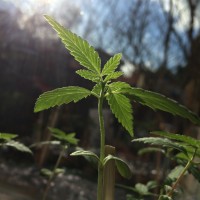 Herbal Hemp logo - Similar company to Oils4Cure Sl