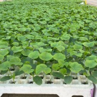 Dutch Horti Support