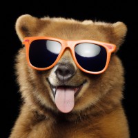 The Orange Bear - Digital Marketing Agency logo - Similar company to Andhumanity, Inclusive Marcom Agency