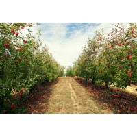 Pinduoduo logo - Similar company to Yi Technology