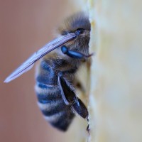 citizenscience.io logo - Similar company to Citsci.Org