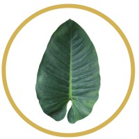 FO Investments logo - Similar company to Imagebrief, Inc