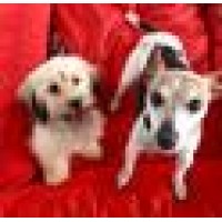 Dog Gone Smart Training