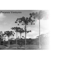 Paranos Ventures logo - Similar company to Autokonvert Mb