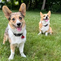 corgiontop logo - Similar company to Eleven Berry Studio