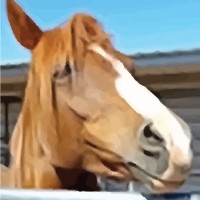 Rose Riding logo - Similar company to Accel.Ai