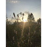 Agriculture Future of India logo - Similar company to Indiasabcd.Com - Free Business Classified Advertising