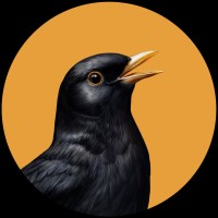 Black Bird logo - Similar company to Wellthrive
