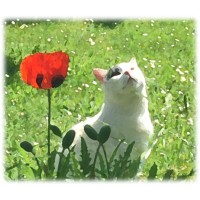 Association de Soutien à la Recherche et à la Prévention du Cancer chez les Animaux Domestiques logo - Similar company to Les 3 Dindes, Ferme-Refuge