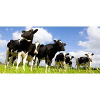 Bilal Dairy Farm