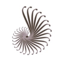 Spiral rEvolution