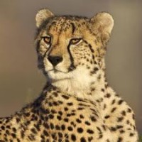 Cheetah 1 Express logo - Similar company to Executive Kitchens, Inc.