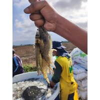 Lachance Vietnam Shrimp Farming logo - Similar company to Blue Oyster Environmental