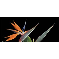 STRELIZIA CONSULTING logo - Similar company to Credisolv
