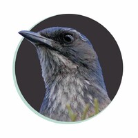 Treebird Branding logo - Similar company to Nueway Studios