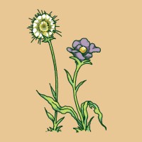 Cannai logo - Similar company to Elite Cannabinoids Pty Ltd