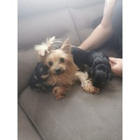 Yorkie puppies for sale near me logo - Similar company to Pchs