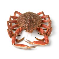 Crab Meat Morocco logo - Similar company to Maroc Oper