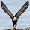 THE EAGLE VIEW - BLOG logo - Similar company to X57Psm