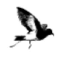Storm Petrel, Llc