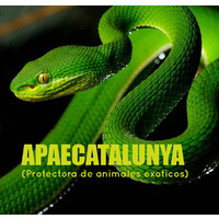 APAECatalunya