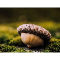 Acorn Freelance medical writing logo - Similar company to Excel Talk