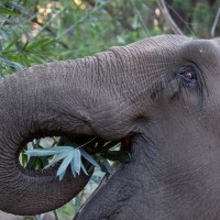 ELEPHANT AID INTERNATIONAL logo - Similar company to Paicines Ranch