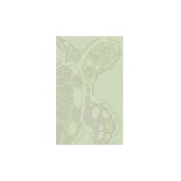 Green Turtle Market