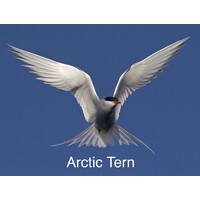 Arctic Tern logo - Similar company to Arctic Tern Solutions