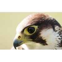 Finn Falconry logo