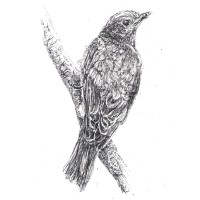 Bluebird, Llc