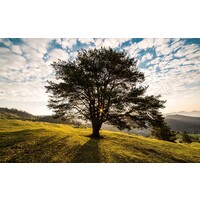 Greenwoods Financial Services