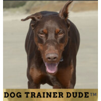 Dog Trainer Dude logo - Similar company to Dog Trainer