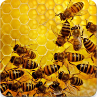 Apiary Book logo - Similar company to Veeplay