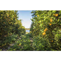 Feek Family Citrus logo - Similar company to Citrus Extracts, Llc