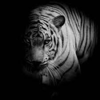 BLACK TIGER INVESTMENTS LTD logo - Similar company to Opalcrowd
