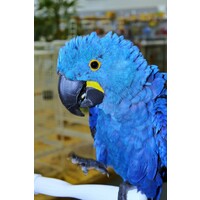 Pet Supplies logo - Similar company to Parrots Home