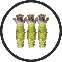 Dutch Wasabi logo - Similar company to Fossa Eugenia