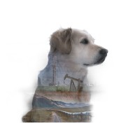 WatchDog logo - Similar company to Joesoftware