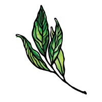 Branch Creek logo - Similar company to Synatek Solutions