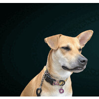 Bettes Is Available For Consulting!! ·