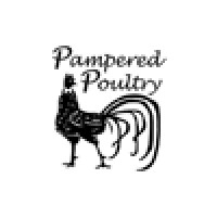 pampered poultry