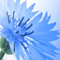 Kansallinen Kokoomus logo - Similar company to Kokoomus