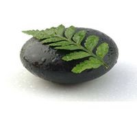 Silverfern Aesthetics and Vein Clinic logo - Similar company to Silverfern Mlw