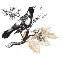 St.Claire Design Studio | Beautiful Website Design logo - Similar company to Ongo