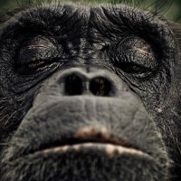 Aap tot Aap logo - Similar company to Praktijk Rivivere | Trauma - Hechting - Eetproblematiek